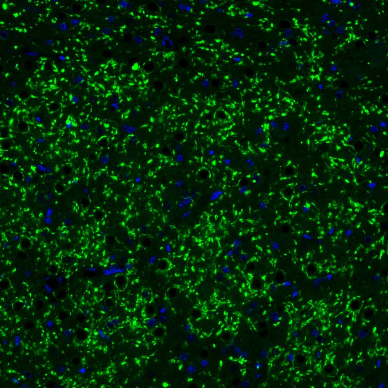 Immunohistochemistry-Paraffin: VGLUT2 Antibody (CL2921) [NBP3-52463]