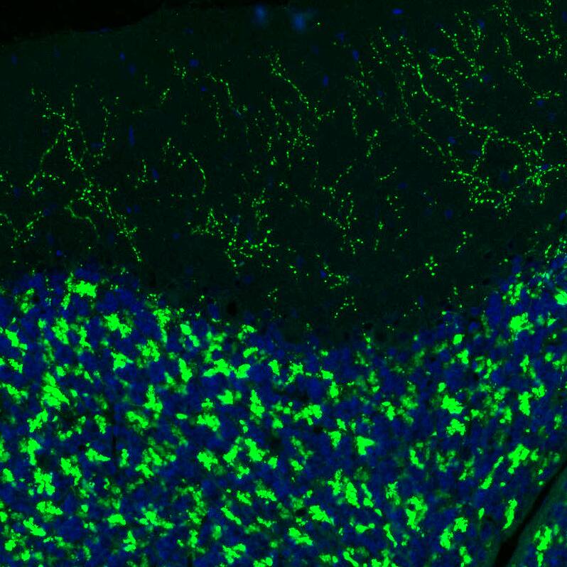 Immunohistochemistry-Paraffin: VGLUT2 Antibody (CL2921) [NBP3-52463]