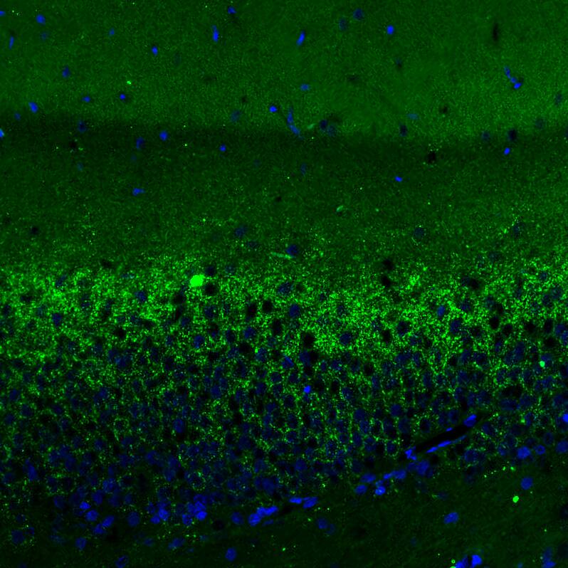 Immunohistochemistry-Paraffin: VGLUT2 Antibody (CL2921) [NBP3-52463]