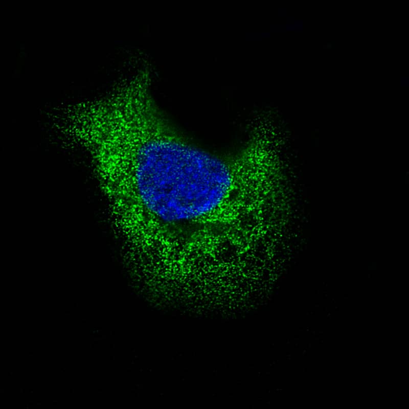 Immunocytochemistry/ Immunofluorescence: Laminin beta 3 Antibody (CL3353) [NBP3-52469]