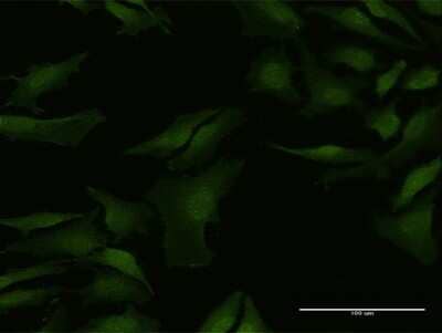Immunocytochemistry/ Immunofluorescence: nef-associated protein 1 Antibody [H00051531-B01P]