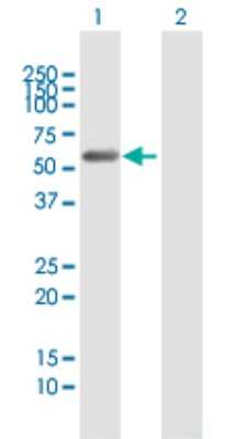 Western Blot: nef-associated protein 1 Antibody [H00051531-B01P]