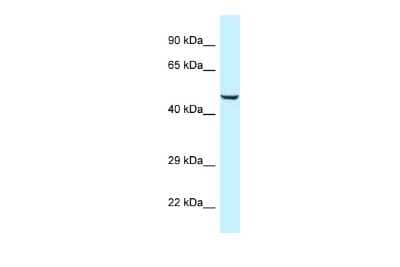 Western Blot: nef-associated protein 1 Antibody [NBP2-87896]