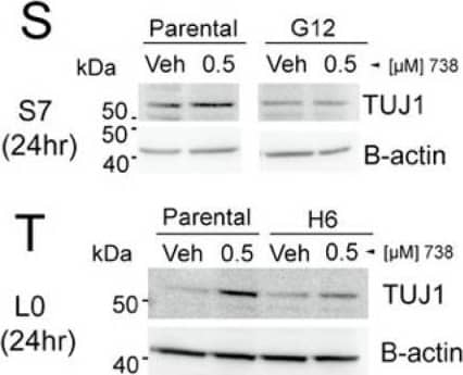 Detection of Neuron-specific beta-III Tubulin NL637 by Western Blot