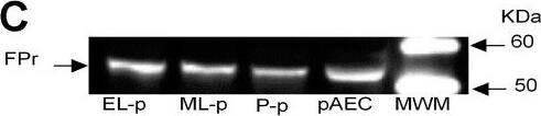 PTGFR Antibody - BSA Free
