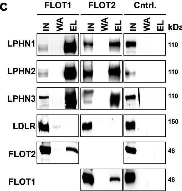 Latrophilin 3/LPHN3 Antibody - BSA Free