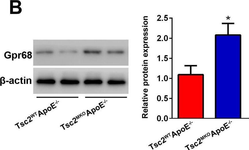 OGR1 Antibody - BSA Free