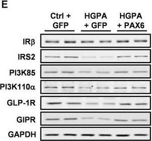 GLP-1R Antibody - BSA Free