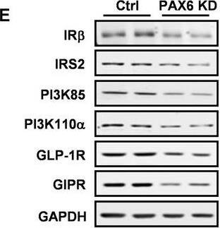 GLP-1R Antibody - BSA Free