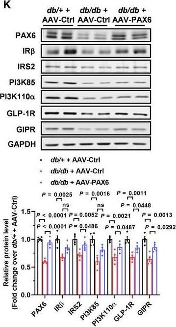 GLP-1R Antibody - BSA Free