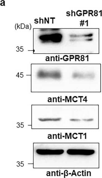 GPR81 Antibody - BSA Free