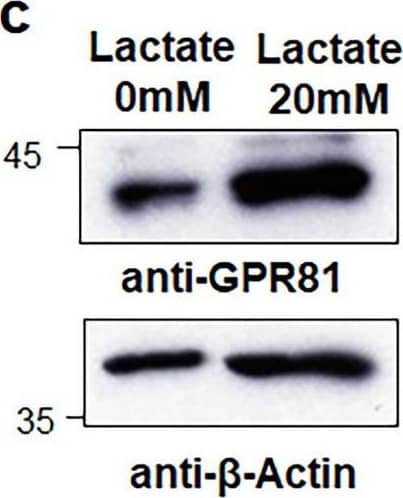 GPR81 Antibody - BSA Free