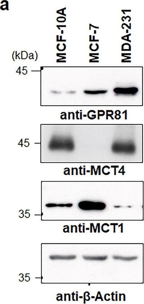 GPR81 Antibody - BSA Free