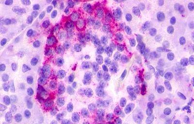 GPR35 Antibody - BSA Free