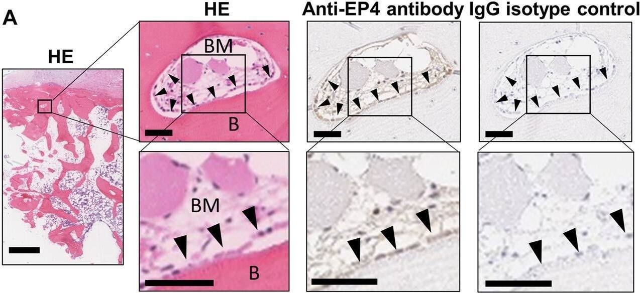 PTGER4/EP4 Antibody - BSA Free