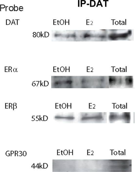 GPER/GPR30 Antibody - BSA Free