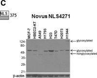 GPER/GPR30 Antibody - BSA Free