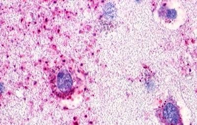 SREB3 Antibody - BSA Free