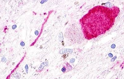 SREB3 Antibody - BSA Free