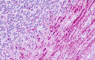 5-HT6 Antibody - BSA Free