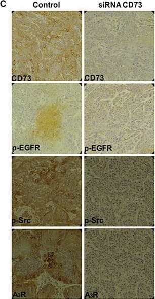 Adenosine A3 R Antibody