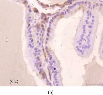 Melatonin Receptor 1B Antibody - BSA Free