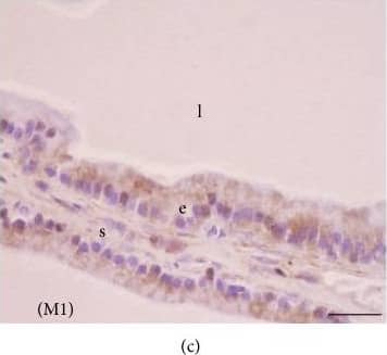 Melatonin Receptor 1B Antibody - BSA Free