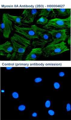 Immunocytochemistry/ Immunofluorescence: non-muscle Myosin IIA Antibody (2B3) [H00004627-M03]