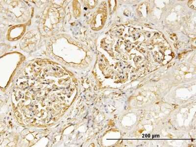Immunohistochemistry-Paraffin: non-muscle Myosin IIA Antibody (2B3) [H00004627-M03]
