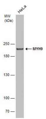 Western Blot: non-muscle Myosin IIA Antibody (GT566) [NBP3-13580]