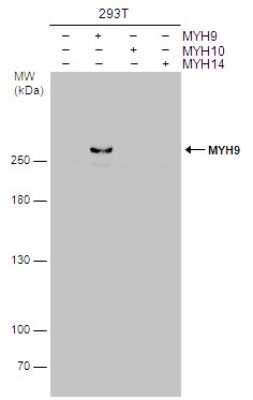 Western Blot: non-muscle Myosin IIA Antibody (GT566) [NBP3-13580]