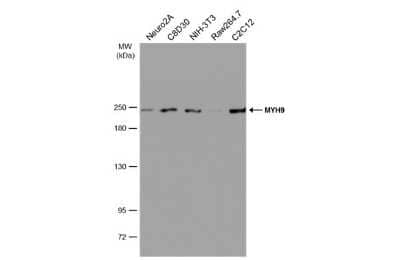 Western Blot: non-muscle Myosin IIA Antibody (GT566) [NBP3-13580]