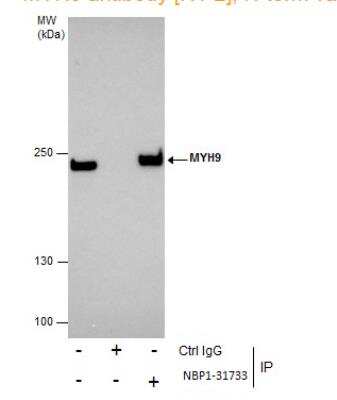 Immunoprecipitation: non-muscle Myosin IIA Antibody [NBP1-31733]