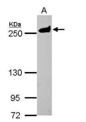 Western Blot: non-muscle Myosin IIA Antibody [NBP1-31733]