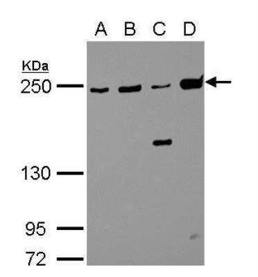 Western Blot: non-muscle Myosin IIA Antibody [NBP1-31733]