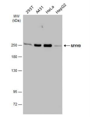 Western Blot: non-muscle Myosin IIA Antibody [NBP1-31733]