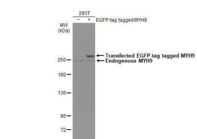 Western Blot: non-muscle Myosin IIA Antibody [NBP2-19563]