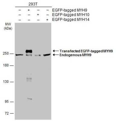 Western Blot: non-muscle Myosin IIA Antibody [NBP3-13220]