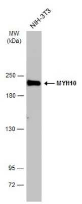 Western Blot: non-muscle heavy chain 10 Myosin Antibody (GT246) [NBP3-13591]