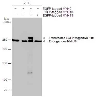 Western Blot: non-muscle heavy chain 10 Myosin Antibody (GT246) [NBP3-13591]