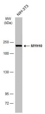 Western Blot: non-muscle heavy chain 10 Myosin Antibody (GT324) [NBP3-13583]