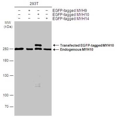 Western Blot: non-muscle heavy chain 10 Myosin Antibody (GT324) [NBP3-13583]