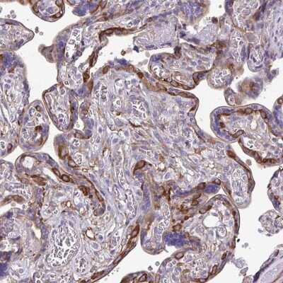 Immunohistochemistry-Paraffin: non-muscle heavy chain 10 Myosin Antibody [NBP2-38824]