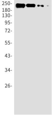 Western Blot: non-muscle heavy chain 10 Myosin Antibody (S05-6D8) [NBP3-19995]