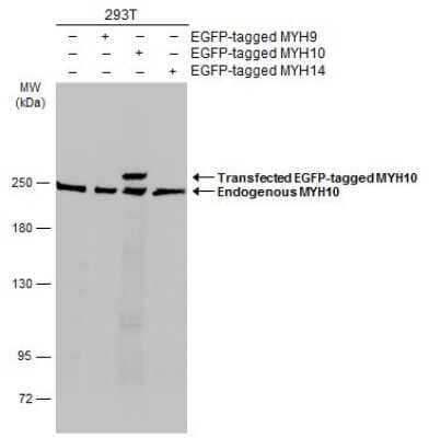 Western Blot: non-muscle heavy chain 10 Myosin Antibody [NBP3-13221]