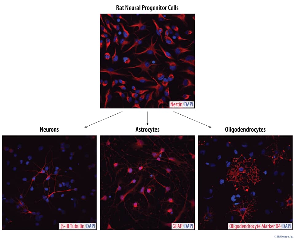 Rat Cortical Stem Cell Multipotency Following Expansion