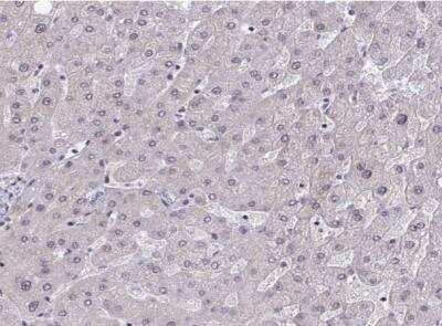 Immunohistochemistry-Paraffin: p107 Antibody [NBP2-33735]