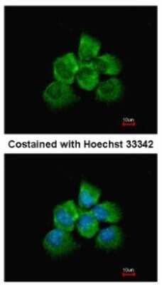 Immunocytochemistry/ Immunofluorescence: p114RhoGEF Antibody [NBP1-32816]