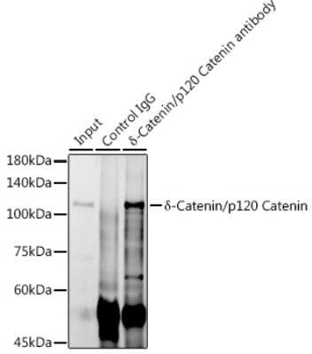 Immunoprecipitation: p120-catenin Antibody (5N7Z0) [NBP3-15375]
