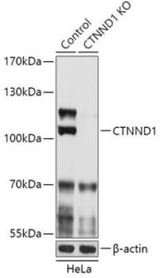 Knockout Validated: p120-catenin Antibody - Azide and BSA Free [NBP3-03766]